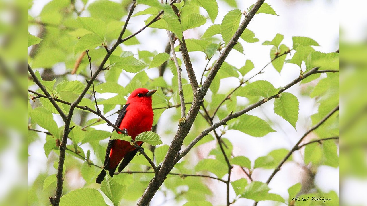 Piranga à tête rouge