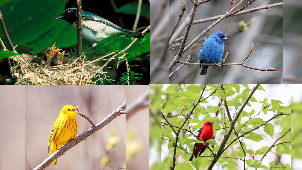 La Beauce-Etchemin ratissée pendant 24 h par le GOBE à la recherche d’oiseaux rares