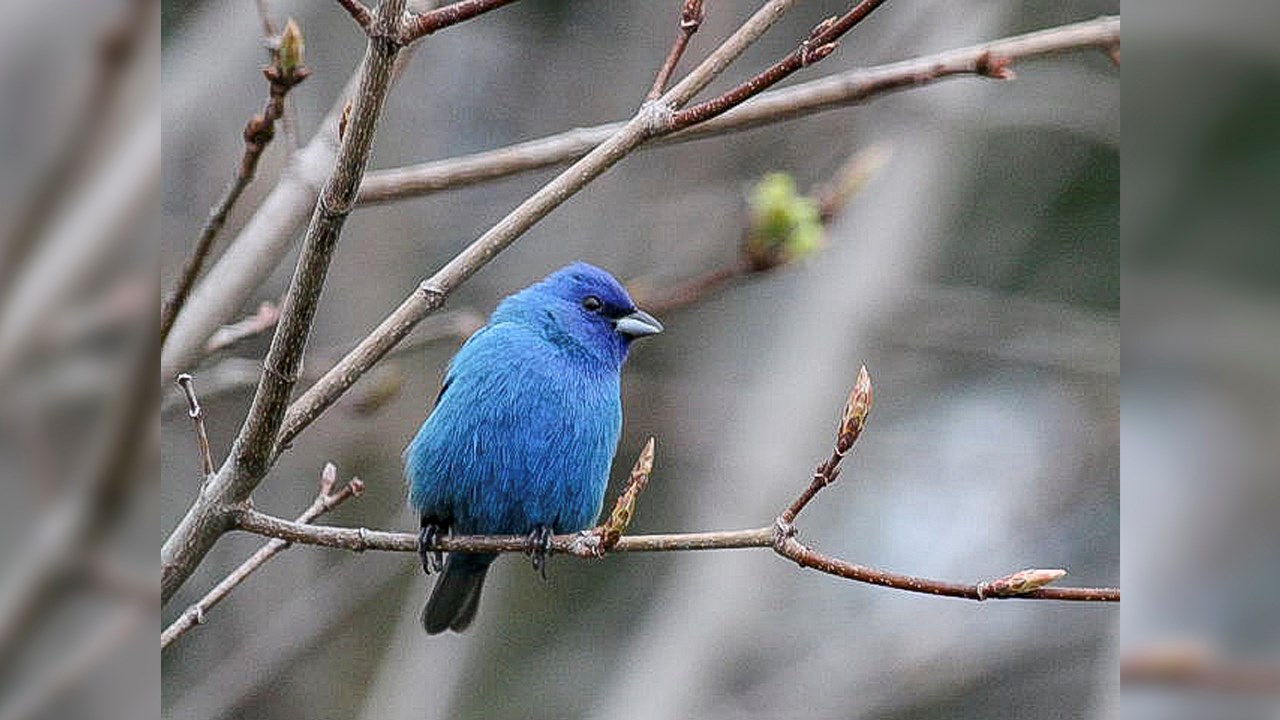 Passerin indigo mâle