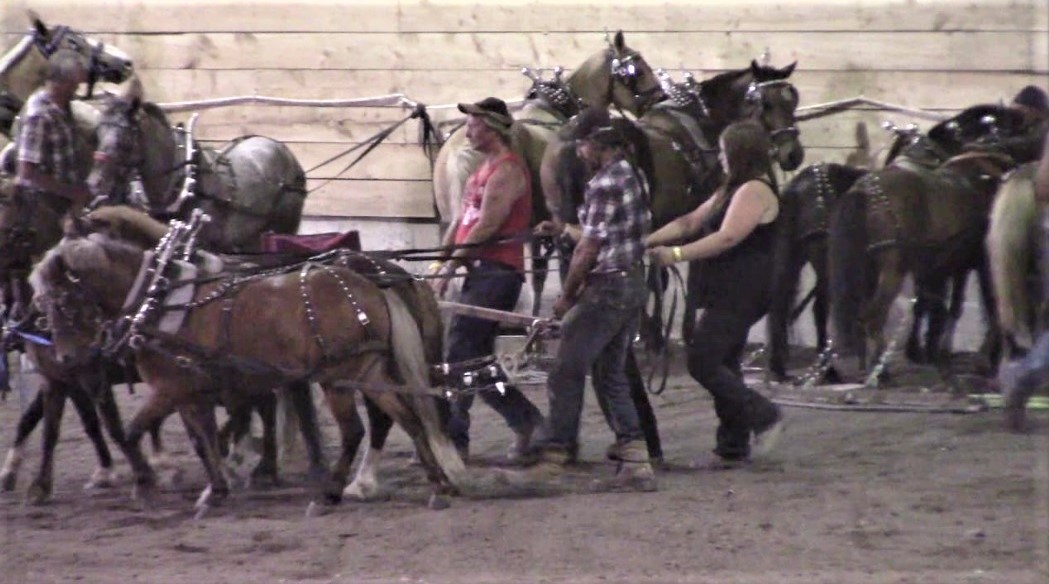 Tire de poneys à l'aréna Marcel Dutil de Saint-Gédéon