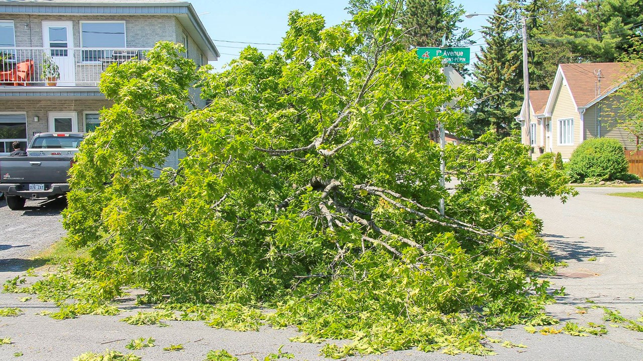 Un érable arraché par les rafales de vent à Saint-Georges