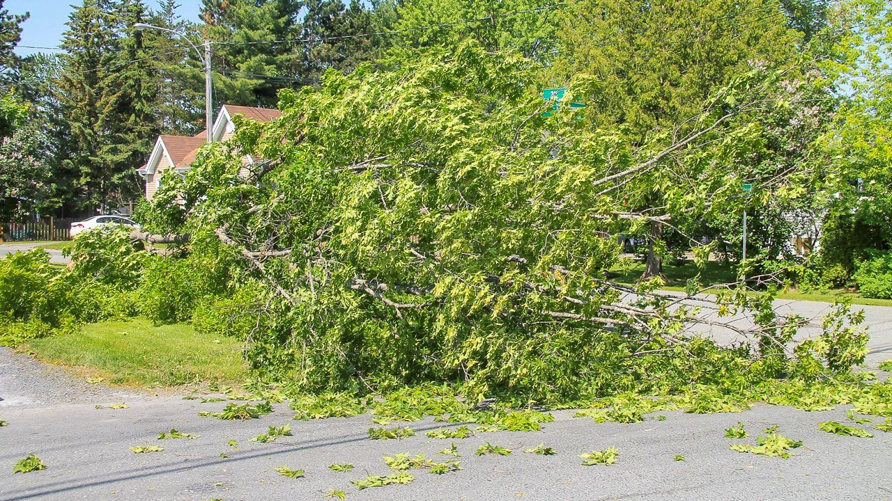 Un érable arraché par les rafales de vent à Saint-Georges