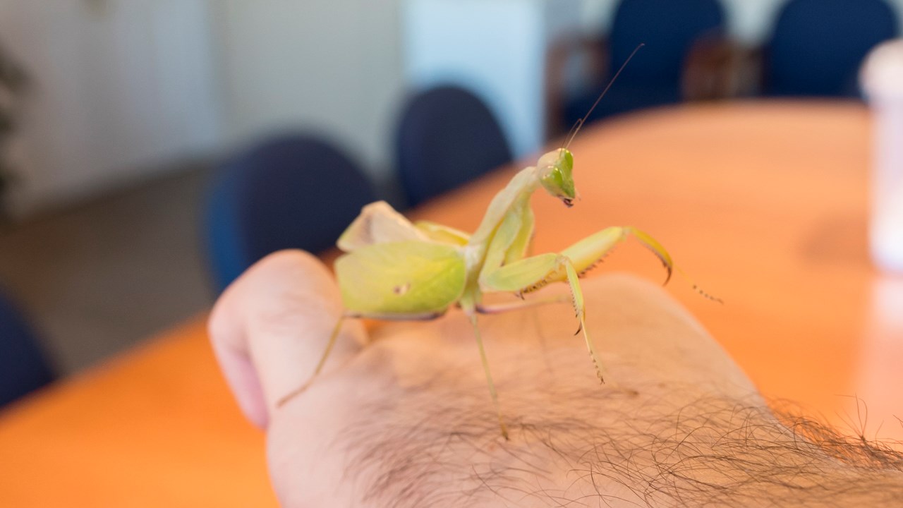 Des scorpions côtoient insectes et araignées au centre culturel de Saint-Georges