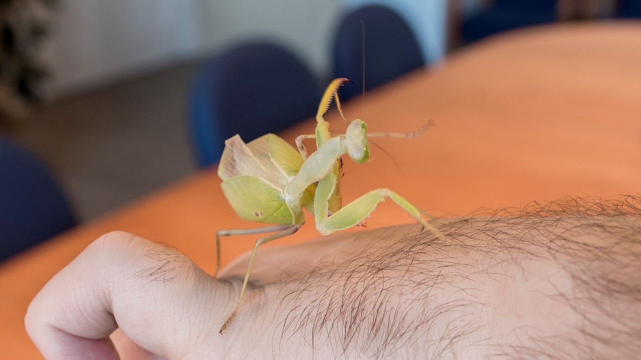 Des scorpions côtoient insectes et araignées au centre culturel de Saint-Georges