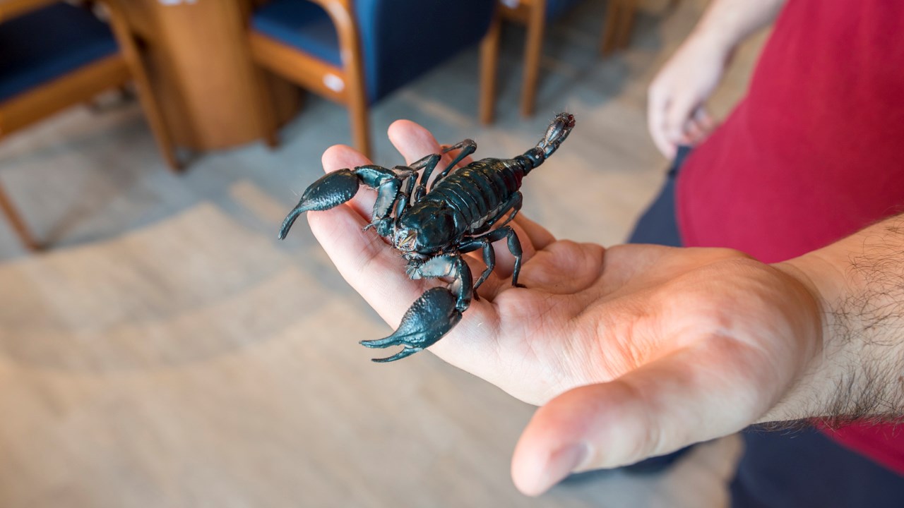 Des scorpions côtoient insectes et araignées au centre culturel de Saint-Georges