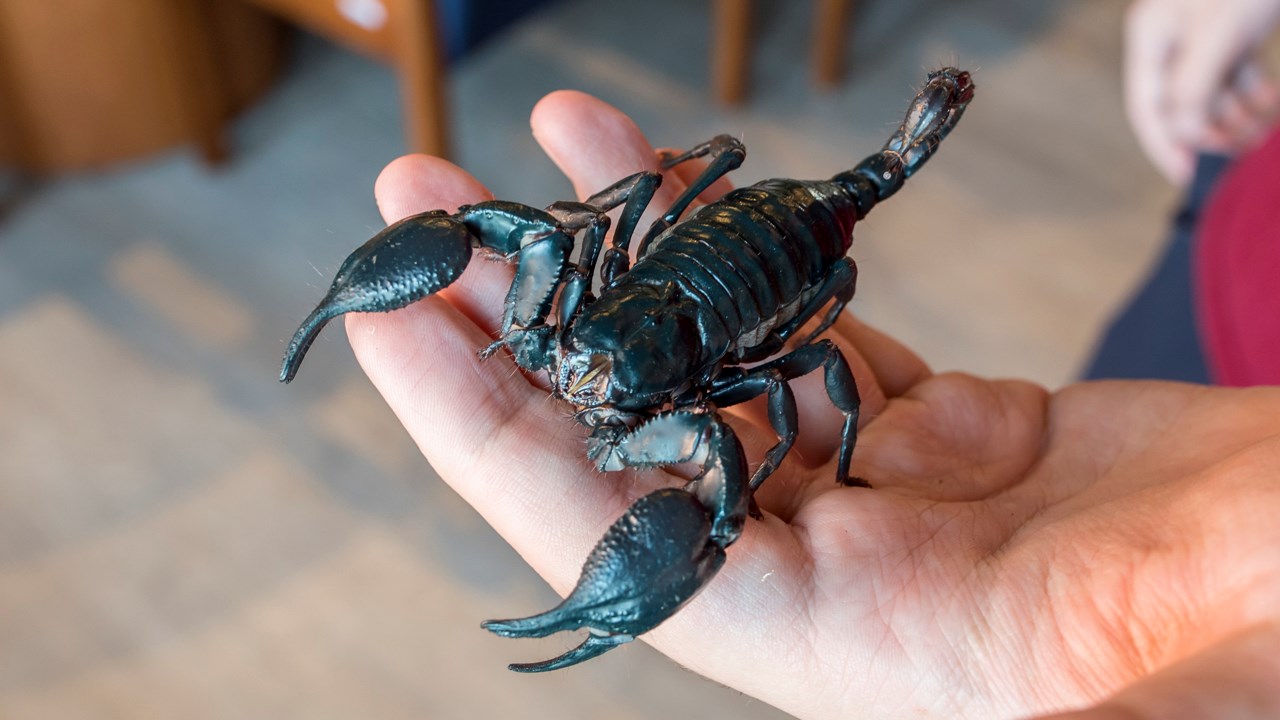Des scorpions côtoient insectes et araignées au centre culturel de Saint-Georges