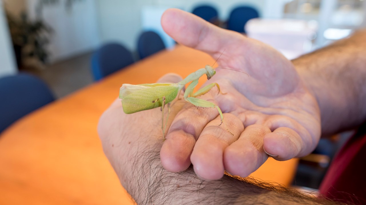 Des scorpions côtoient insectes et araignées au centre culturel de Saint-Georges