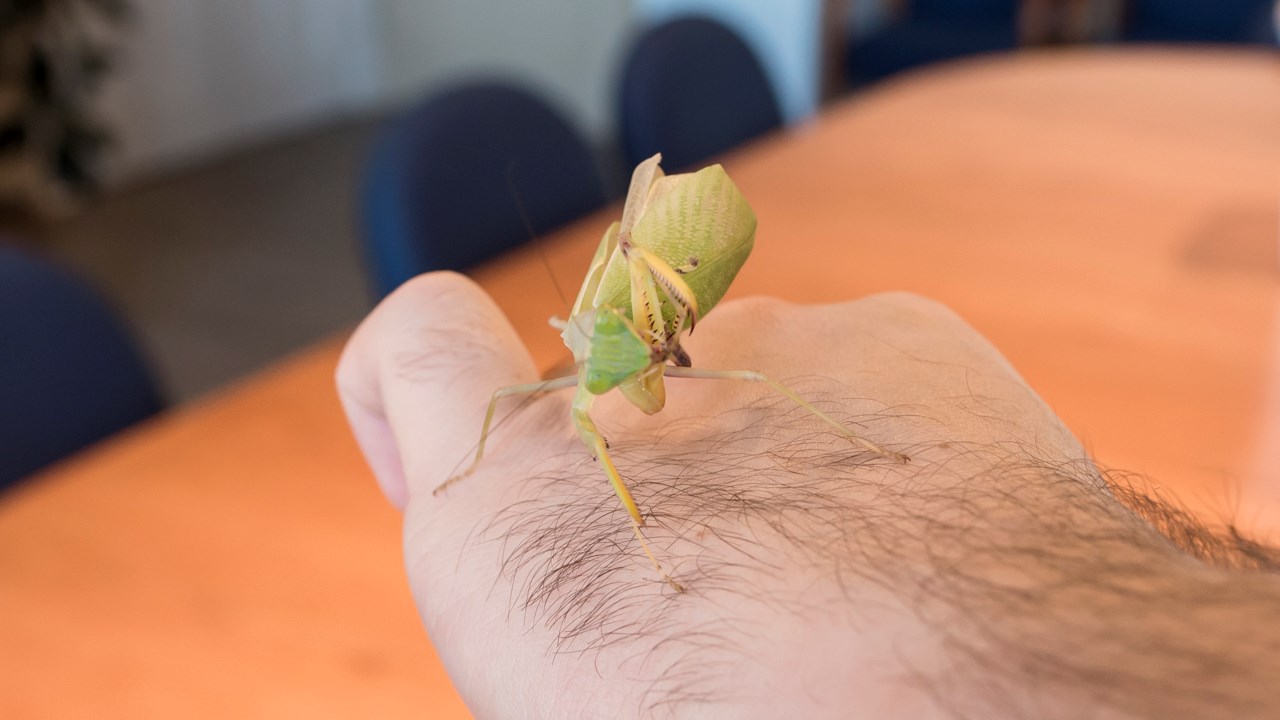 Des scorpions côtoient insectes et araignées au centre culturel de Saint-Georges