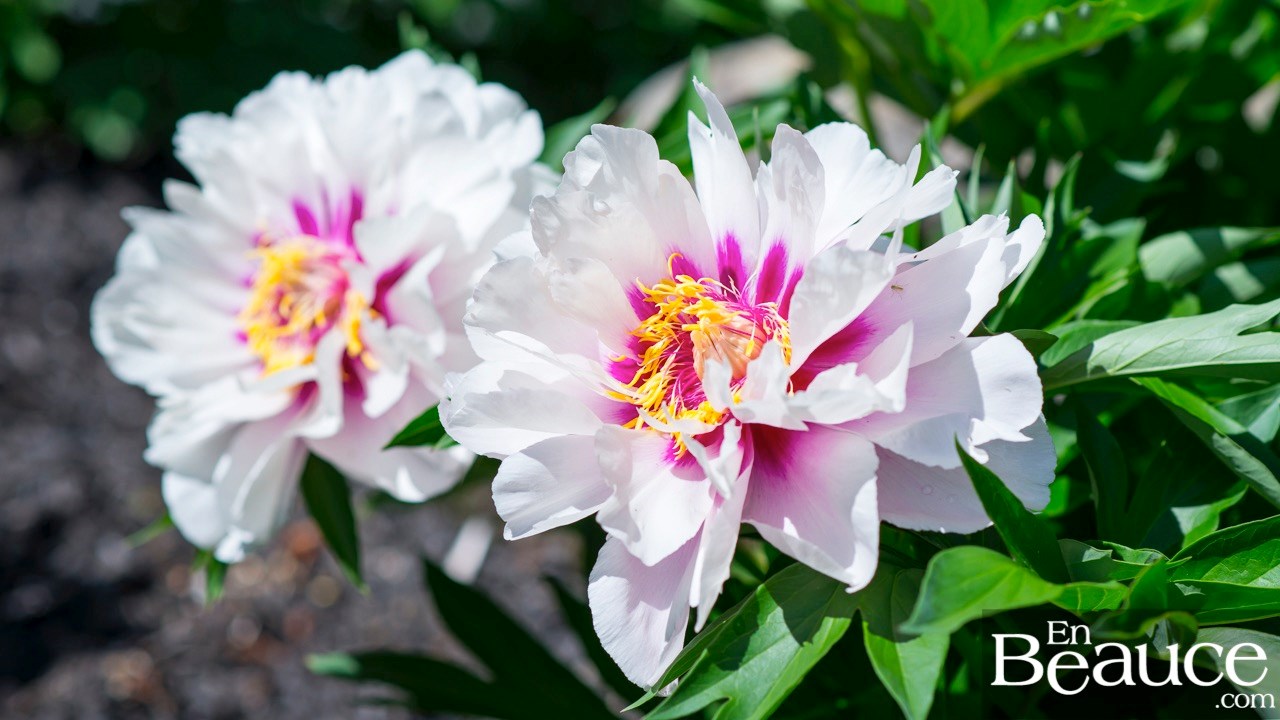 Les pivoines fleuries du parc Veilleux séduisent les promeneurs à Saint-Georges 