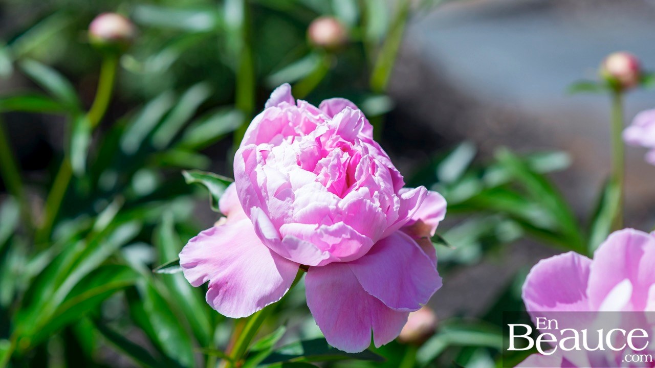 Les pivoines fleuries du parc Veilleux séduisent les promeneurs à Saint-Georges 