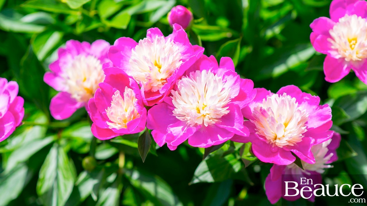 Les pivoines fleuries du parc Veilleux séduisent les promeneurs à Saint-Georges 