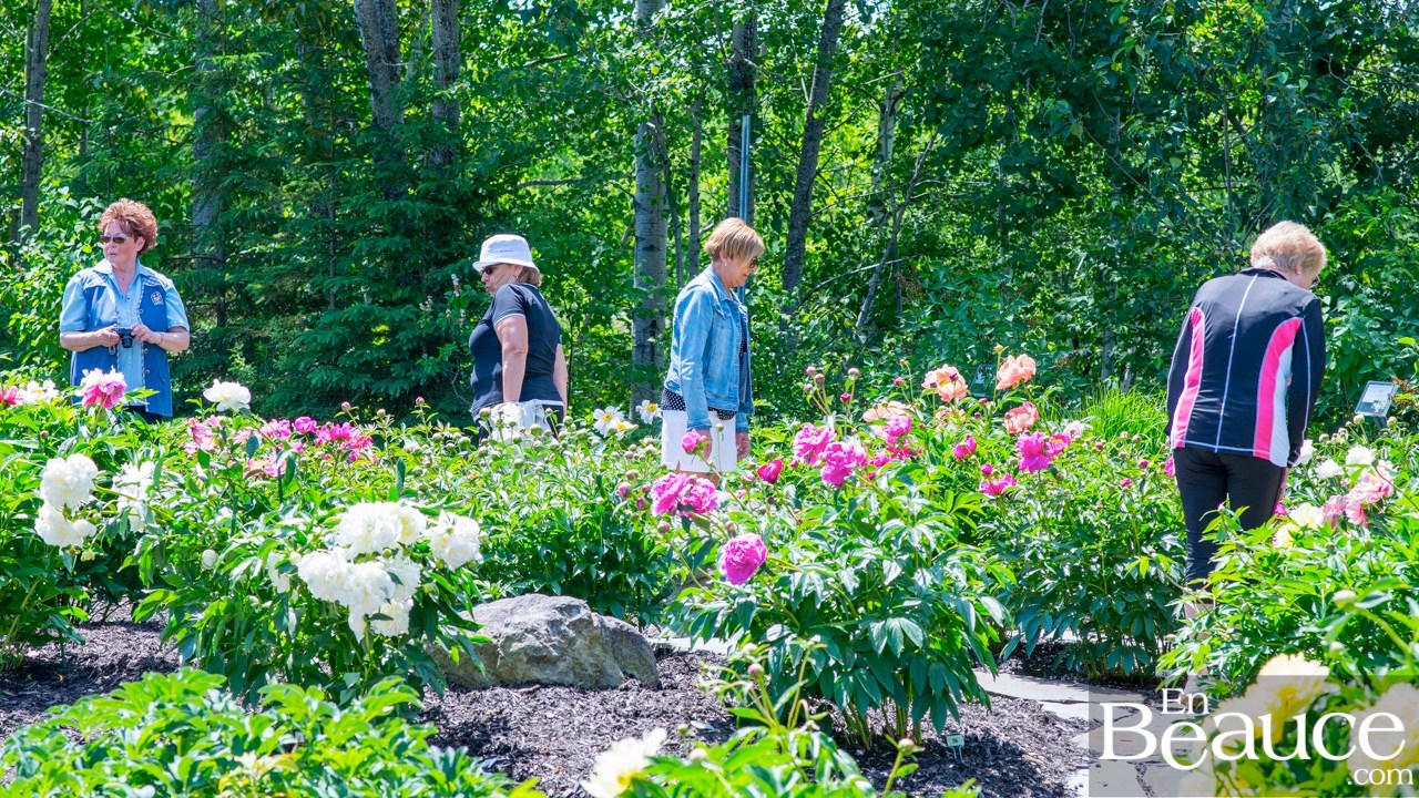 Les pivoines fleuries du parc Veilleux séduisent les promeneurs à Saint-Georges 