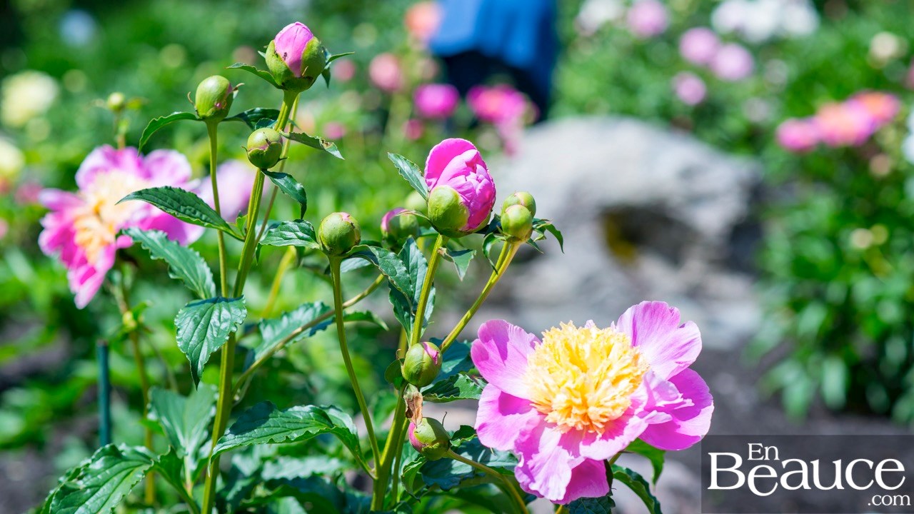 Les pivoines fleuries du parc Veilleux séduisent les promeneurs à Saint-Georges 