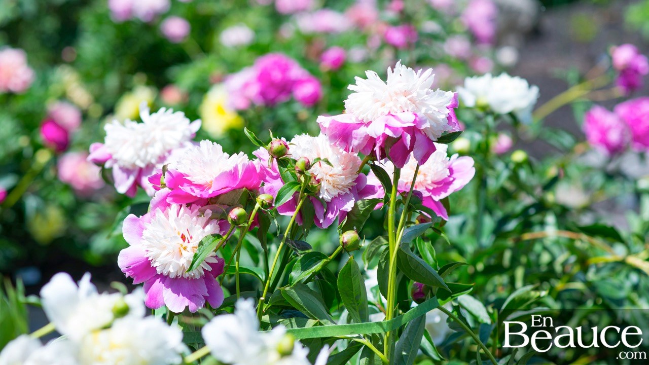 Les pivoines fleuries du parc Veilleux séduisent les promeneurs à Saint-Georges 