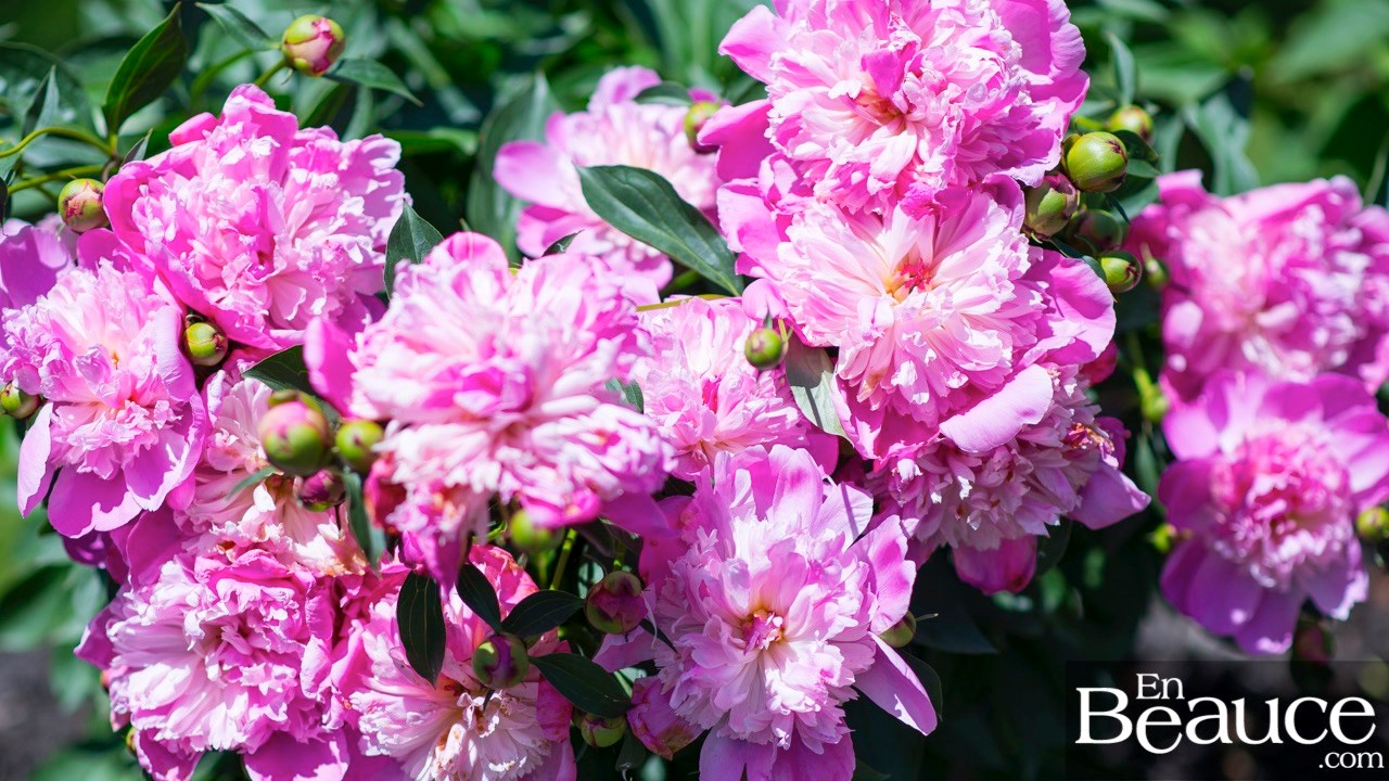 Les pivoines fleuries du parc Veilleux séduisent les promeneurs à Saint-Georges 