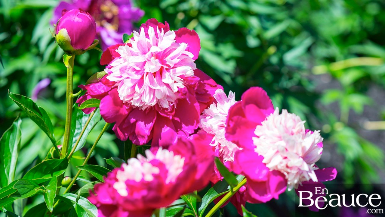 Les pivoines fleuries du parc Veilleux séduisent les promeneurs à Saint-Georges 