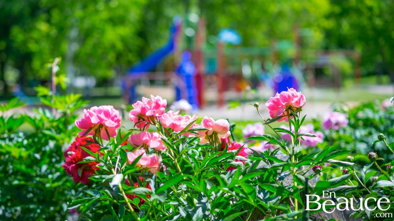 Les pivoines fleuries du parc Veilleux séduisent les promeneurs à Saint-Georges 