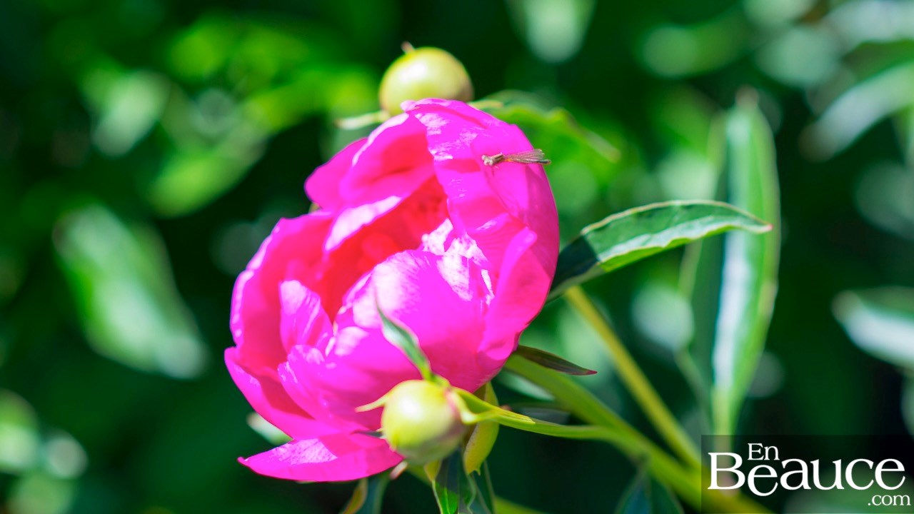Les pivoines fleuries du parc Veilleux séduisent les promeneurs à Saint-Georges 