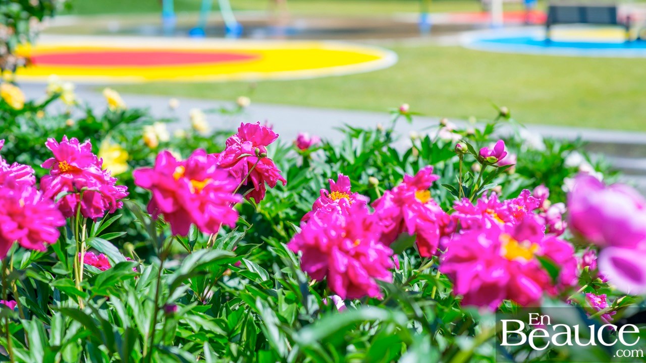 Les pivoines fleuries du parc Veilleux séduisent les promeneurs à Saint-Georges 