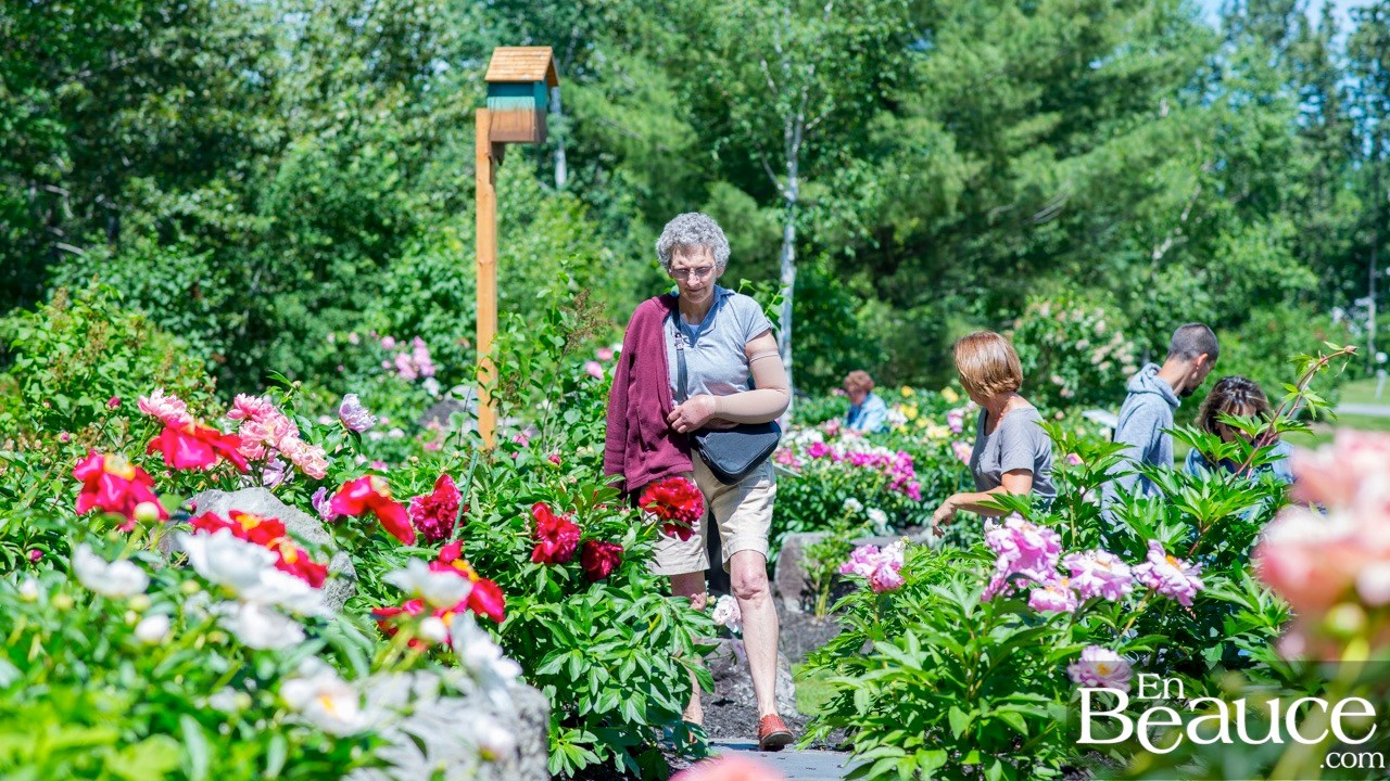 Les pivoines fleuries du parc Veilleux séduisent les promeneurs à Saint-Georges 