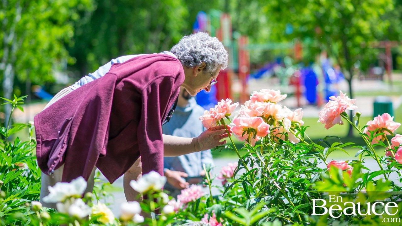 Les pivoines fleuries du parc Veilleux séduisent les promeneurs à Saint-Georges 