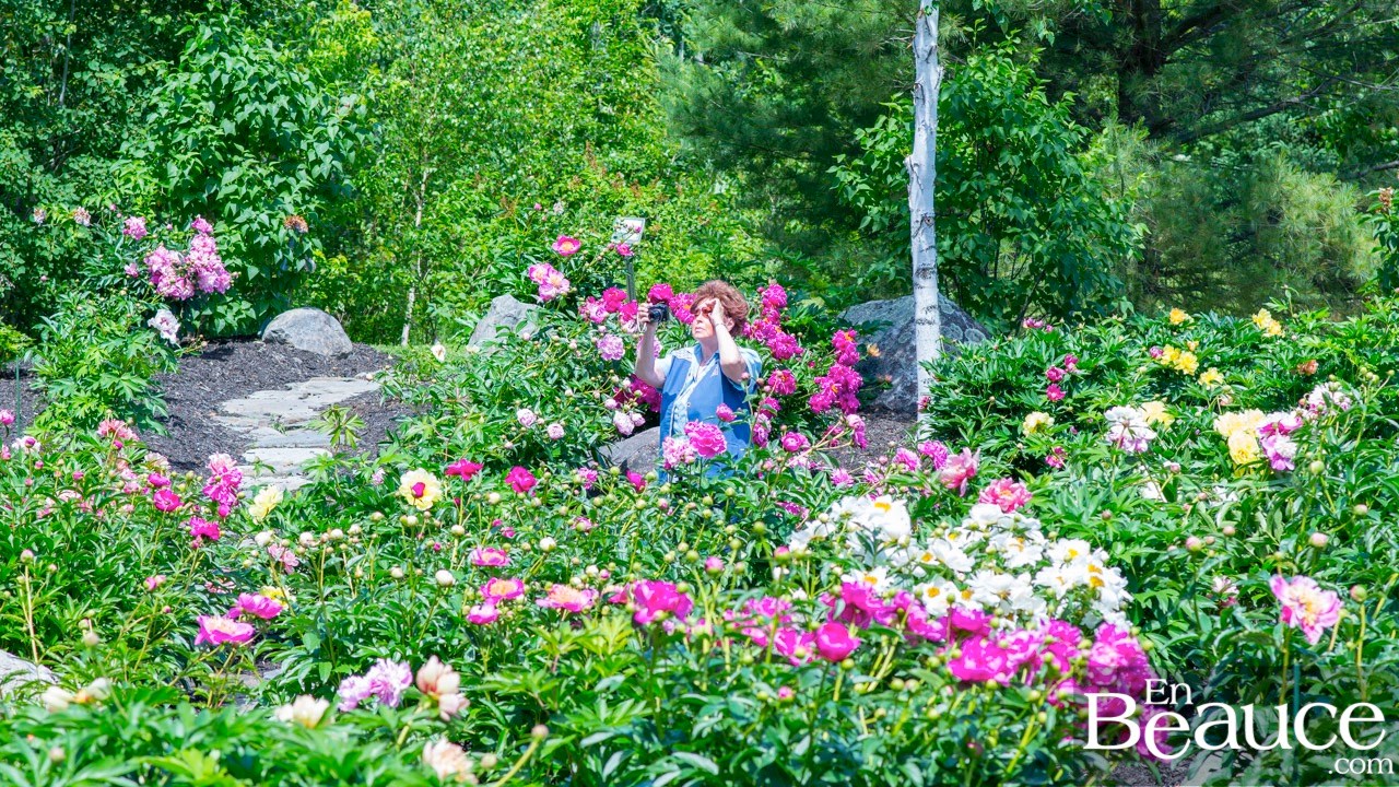 Les pivoines fleuries du parc Veilleux séduisent les promeneurs à Saint-Georges 