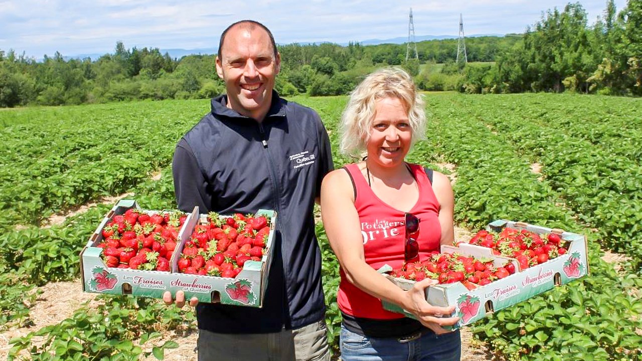 M Christian Lacroix, agronome à la Direction régionale de Chaudière-Appalaches du ministère de l'Agriculture, était présent au potager Brie de Cap-Saint-Ignace pour le lancement de la saison des fraises dans la région, ici accompagné de Maude Leduc Brie. 