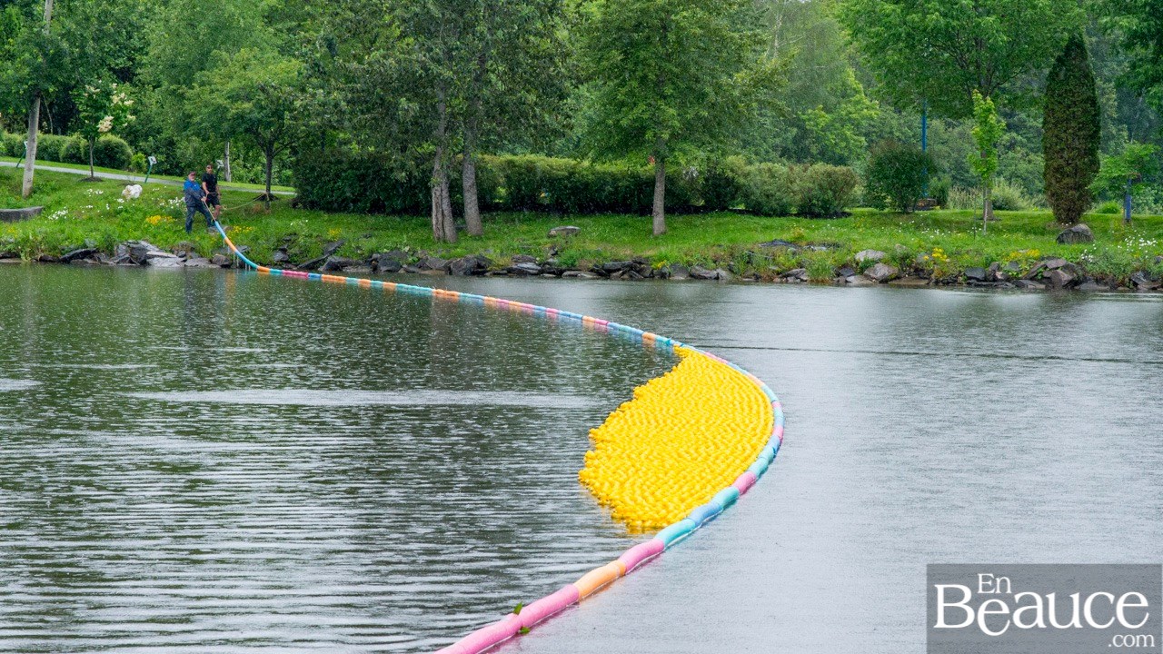 Près de 4 000 canards ont pris part à la course du Club de natation régional de Beauce 