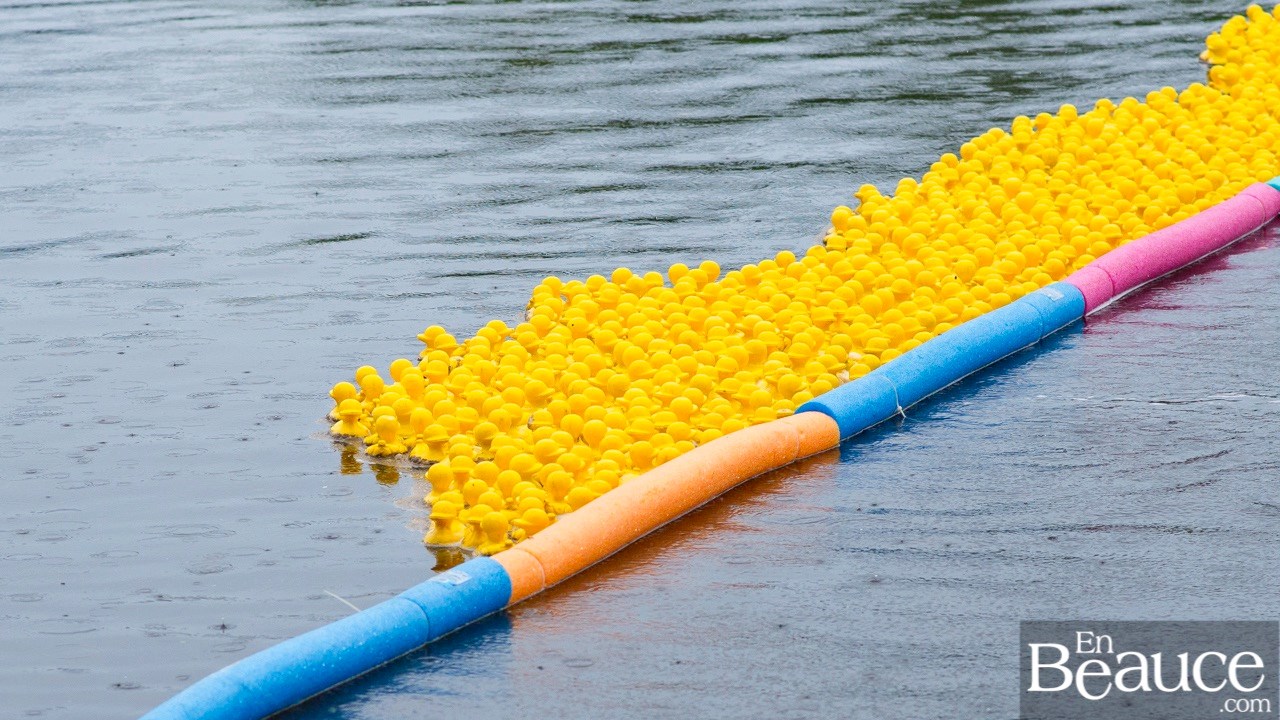 Près de 4 000 canards ont pris part à la course du Club de natation régional de Beauce 