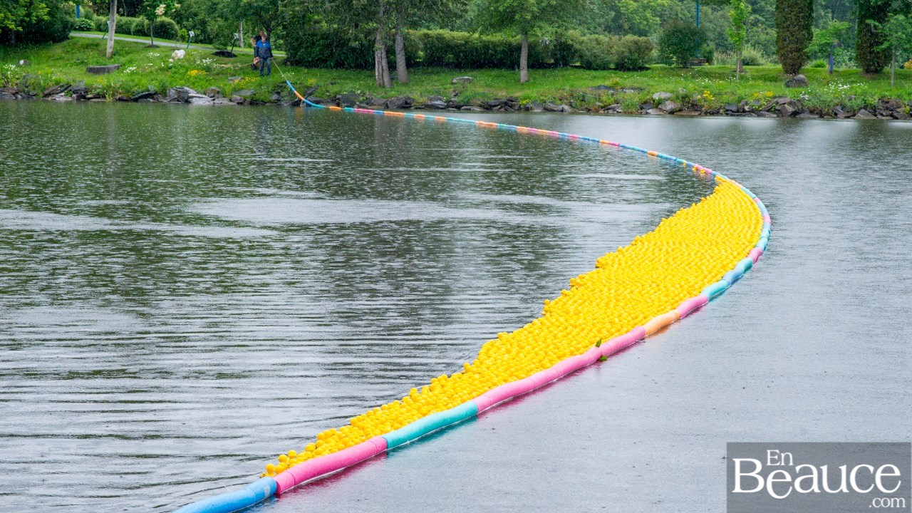 Près de 4 000 canards ont pris part à la course du Club de natation régional de Beauce 