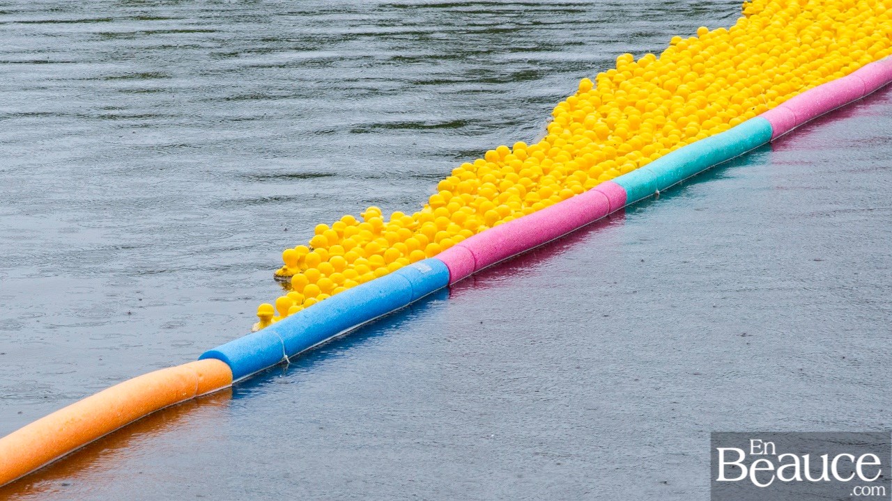 Près de 4 000 canards ont pris part à la course du Club de natation régional de Beauce 