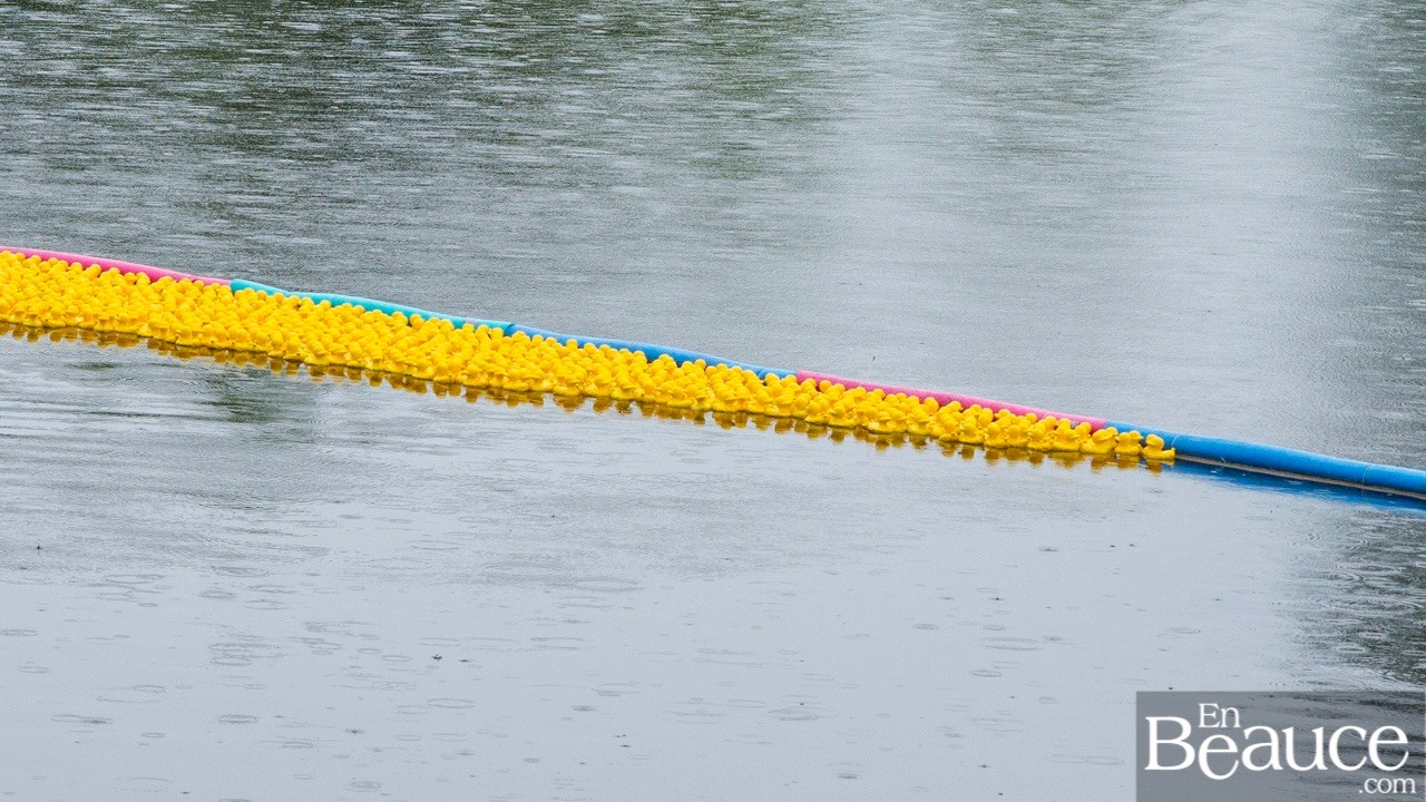 Près de 4 000 canards ont pris part à la course du Club de natation régional de Beauce 