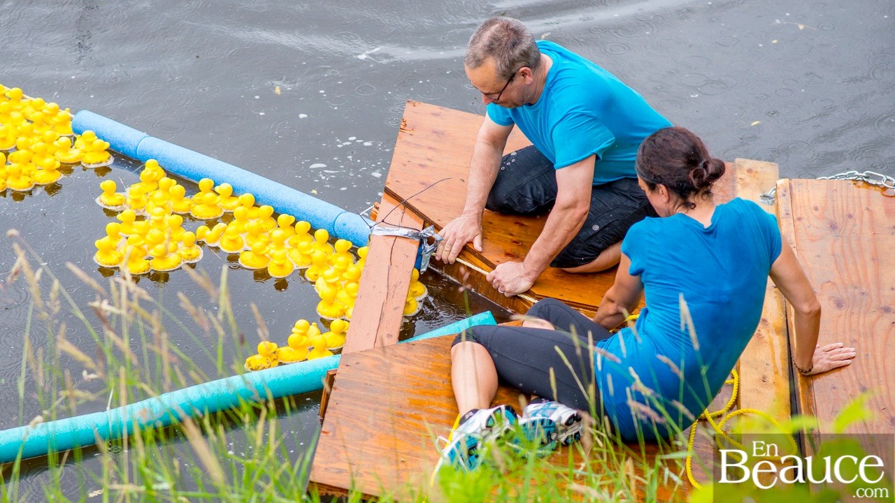Près de 4 000 canards ont pris part à la course du Club de natation régional de Beauce 
