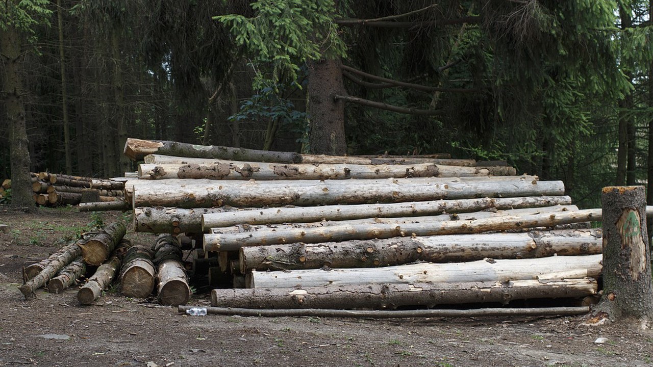 Bois d'oeuvre : la FCPB revendique une exemption pour le bois rond