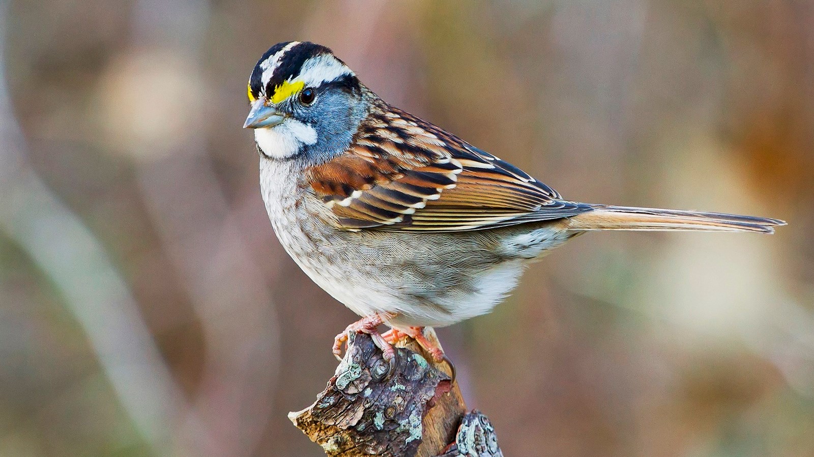 LE SAVIEZ-VOUS ? Saurez-vous reconnaître à son chant cet oiseau à quatre sexes ?