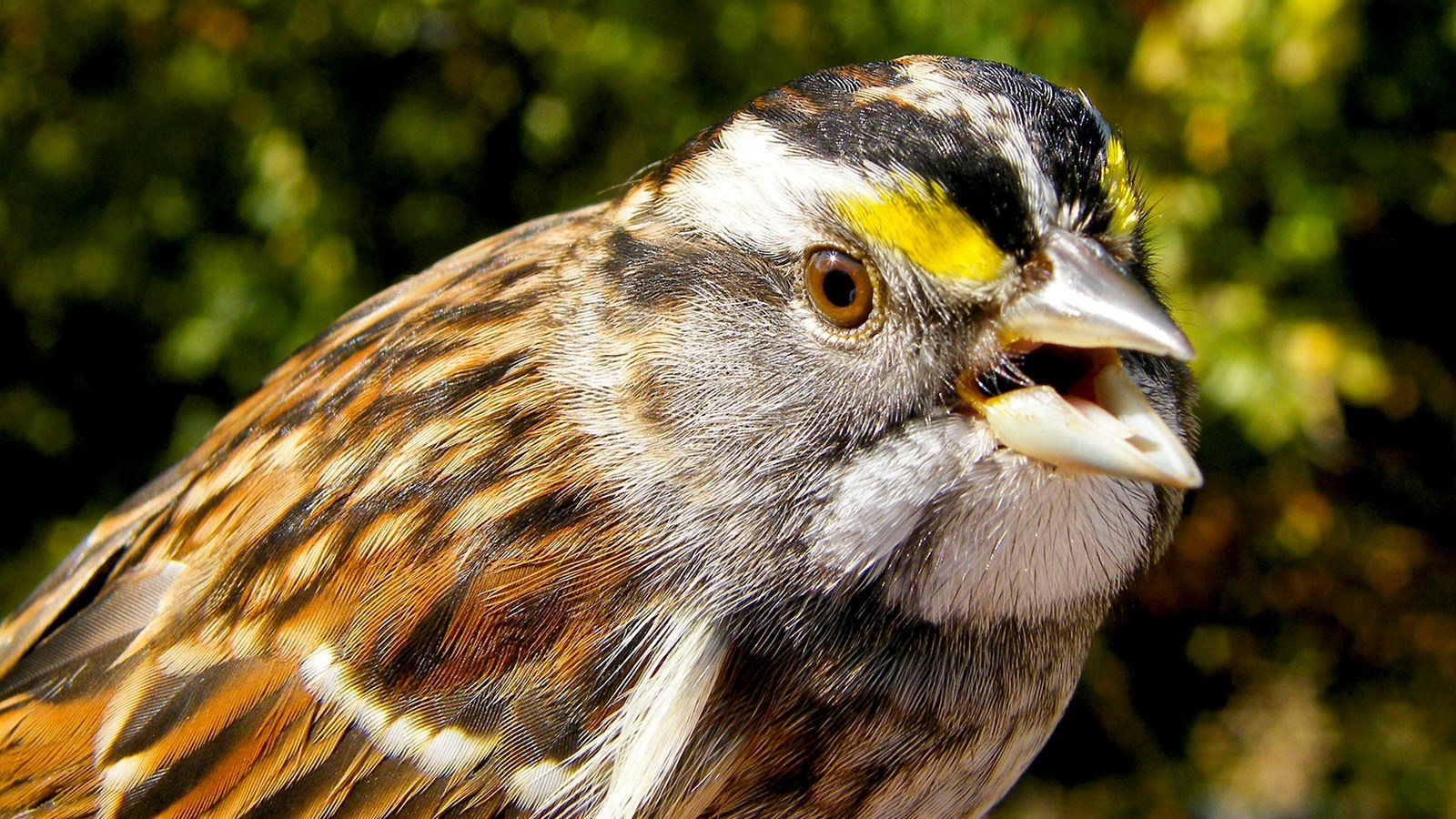 LE SAVIEZ-VOUS ? Saurez-vous reconnaître à son chant cet oiseau à quatre sexes ?