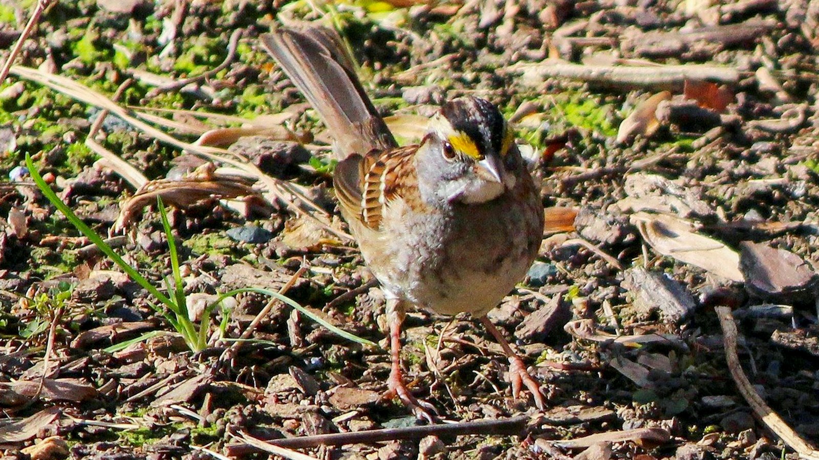 LE SAVIEZ-VOUS ? Saurez-vous reconnaître à son chant cet oiseau à quatre sexes ?