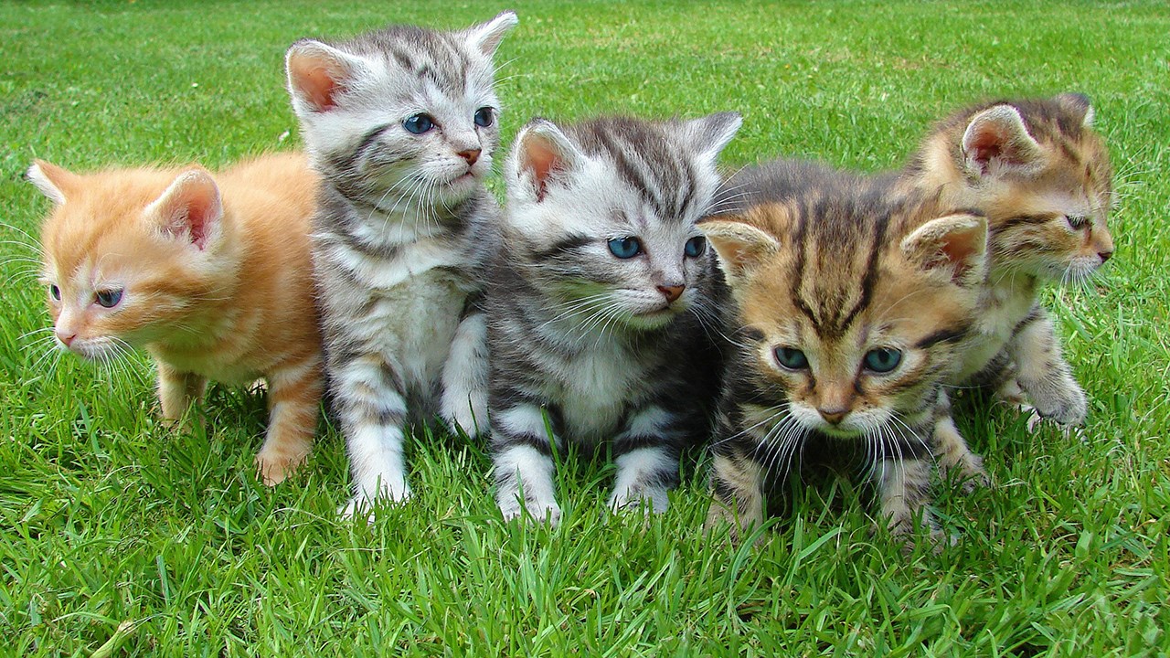La stérilisation et la castration : des bienfaits reconnus sur la durée de vie de votre animal