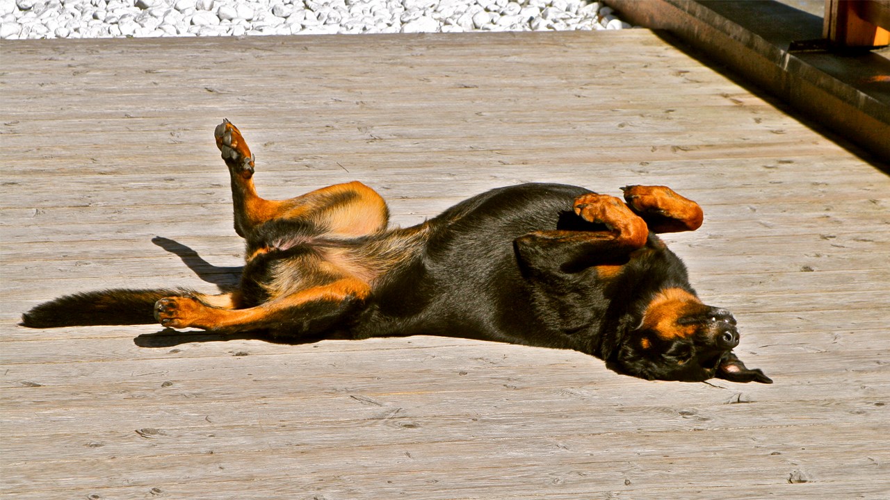 LE SAVIEZ-VOUS ? Connaissez-vous le rapport entre la Beauce et cette race de chien ?