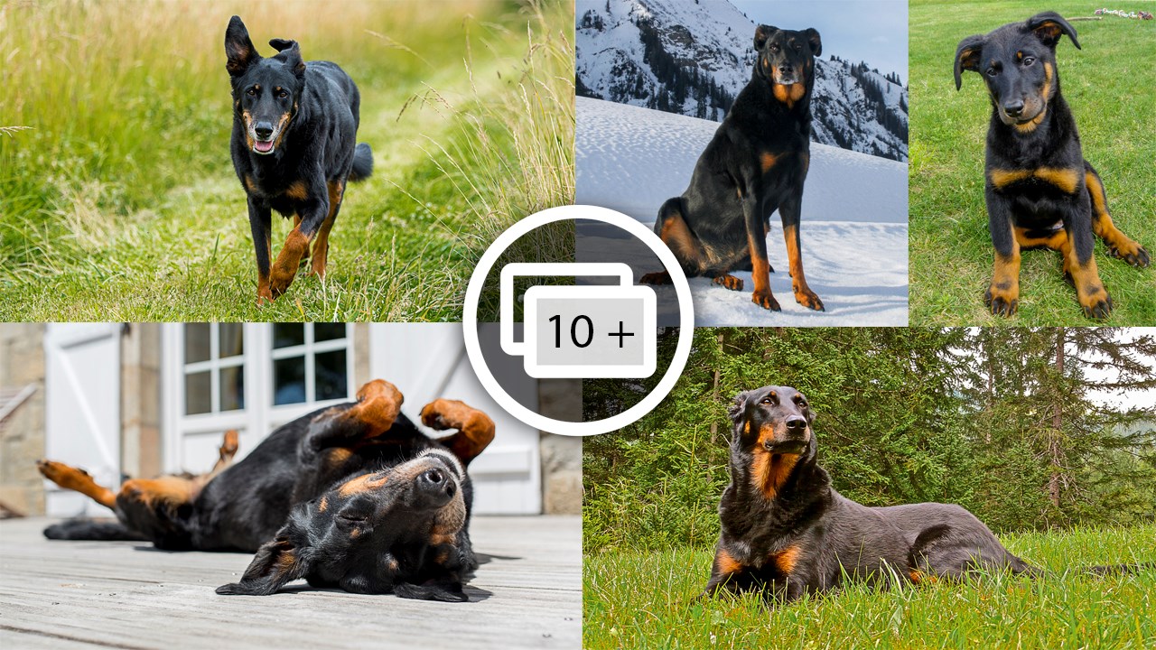 LE SAVIEZ-VOUS ? Connaissez-vous le rapport entre la Beauce et cette race de chien ?