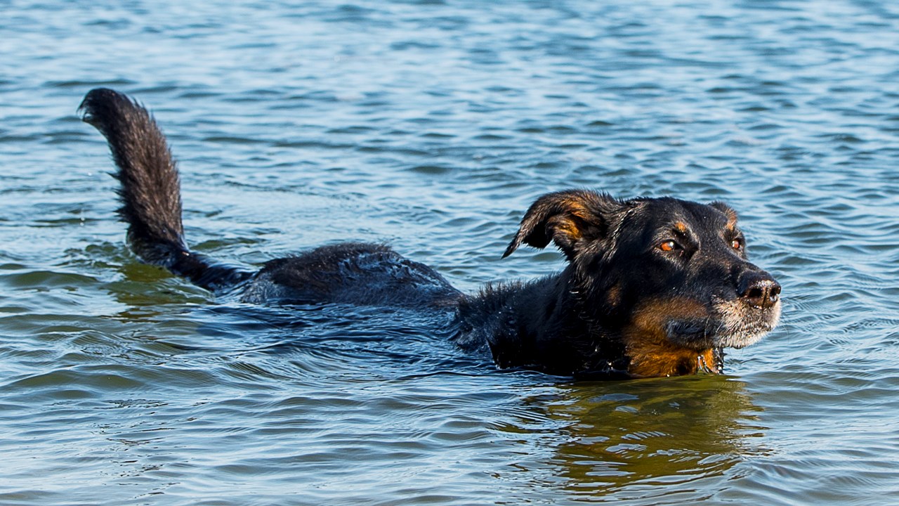 LE SAVIEZ-VOUS ? Connaissez-vous le rapport entre la Beauce et cette race de chien ?