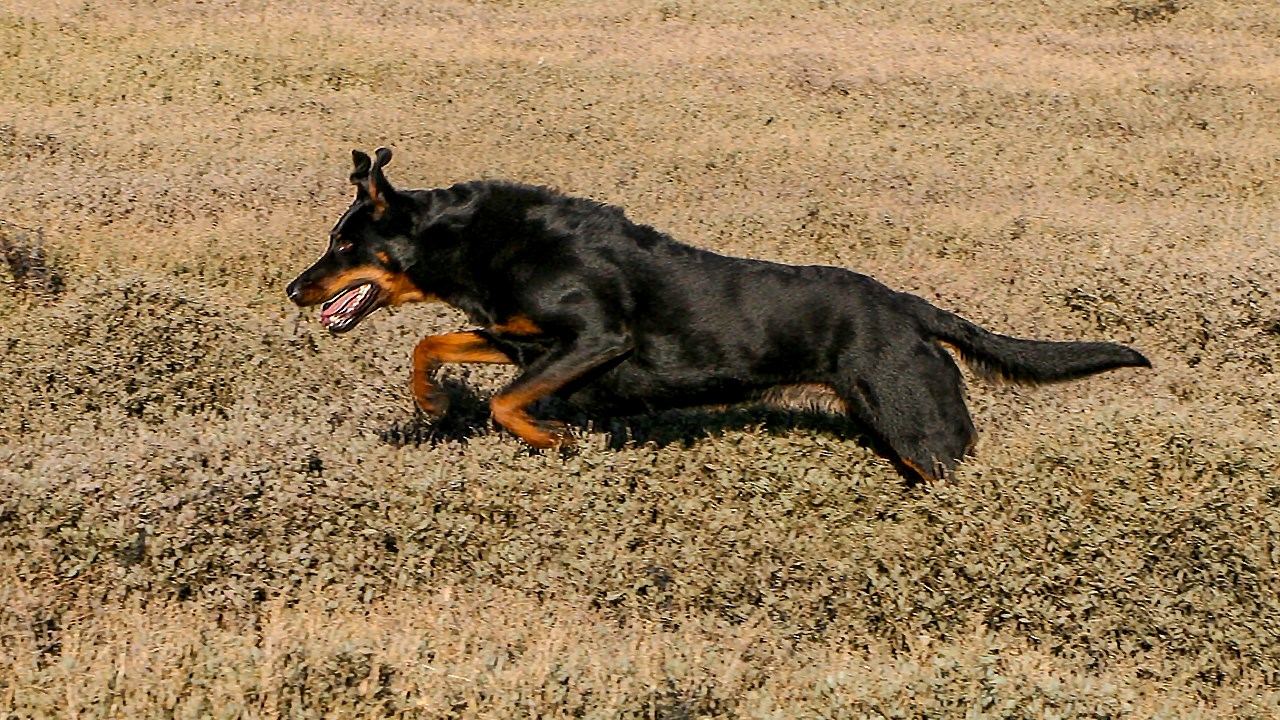 LE SAVIEZ-VOUS ? Connaissez-vous le rapport entre la Beauce et cette race de chien ?
