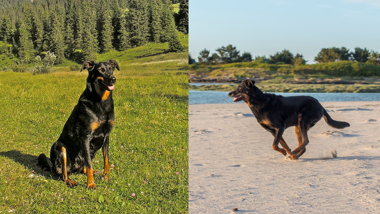 LE SAVIEZ-VOUS ? Connaissez-vous le rapport entre la Beauce et cette race de chien ?