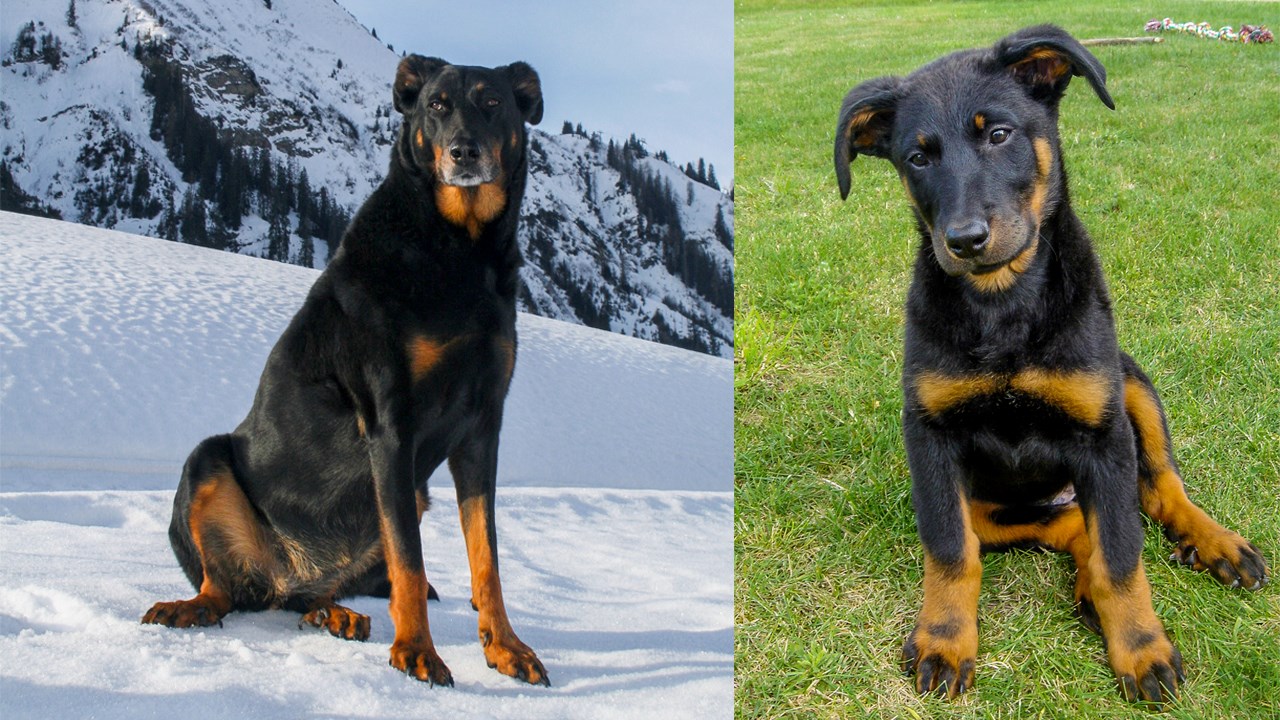LE SAVIEZ-VOUS ? Connaissez-vous le rapport entre la Beauce et cette race de chien ?
