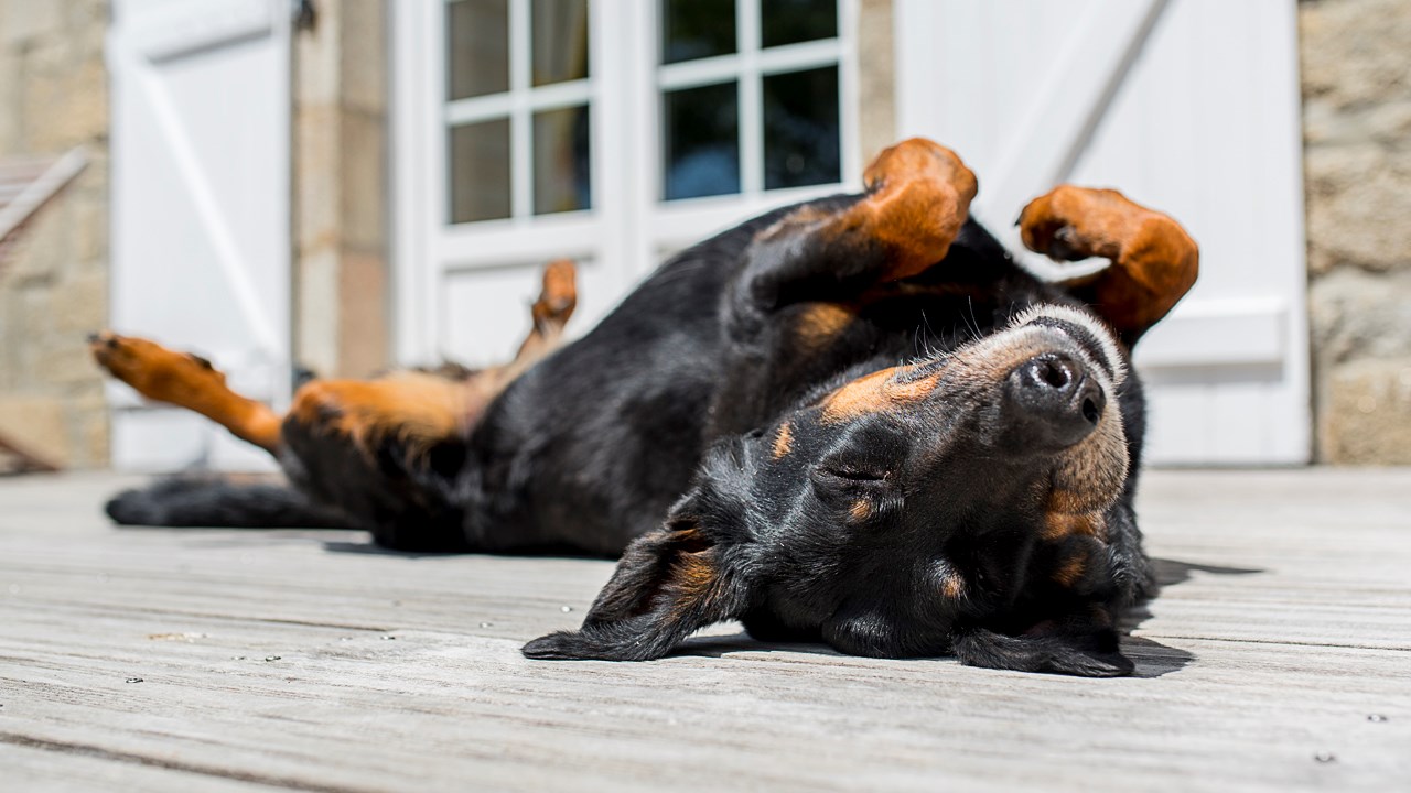 LE SAVIEZ-VOUS ? Connaissez-vous le rapport entre la Beauce et cette race de chien ?
