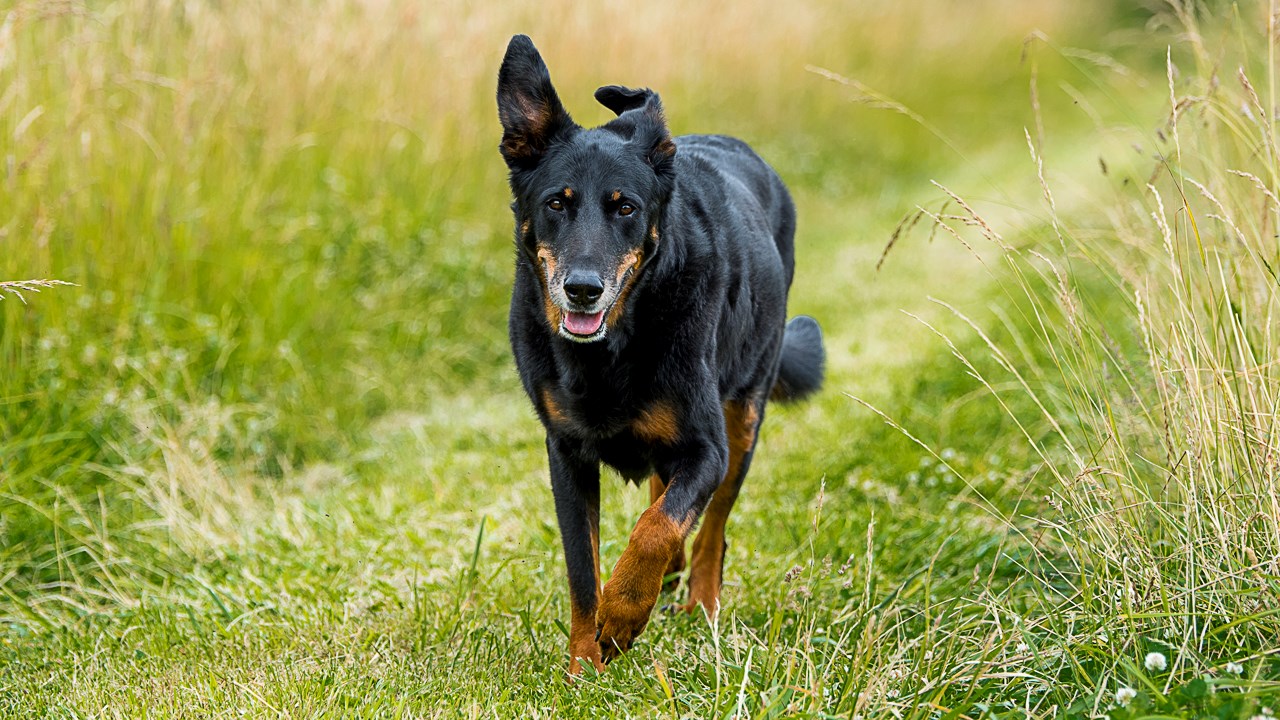 LE SAVIEZ-VOUS ? Connaissez-vous le rapport entre la Beauce et cette race de chien ?