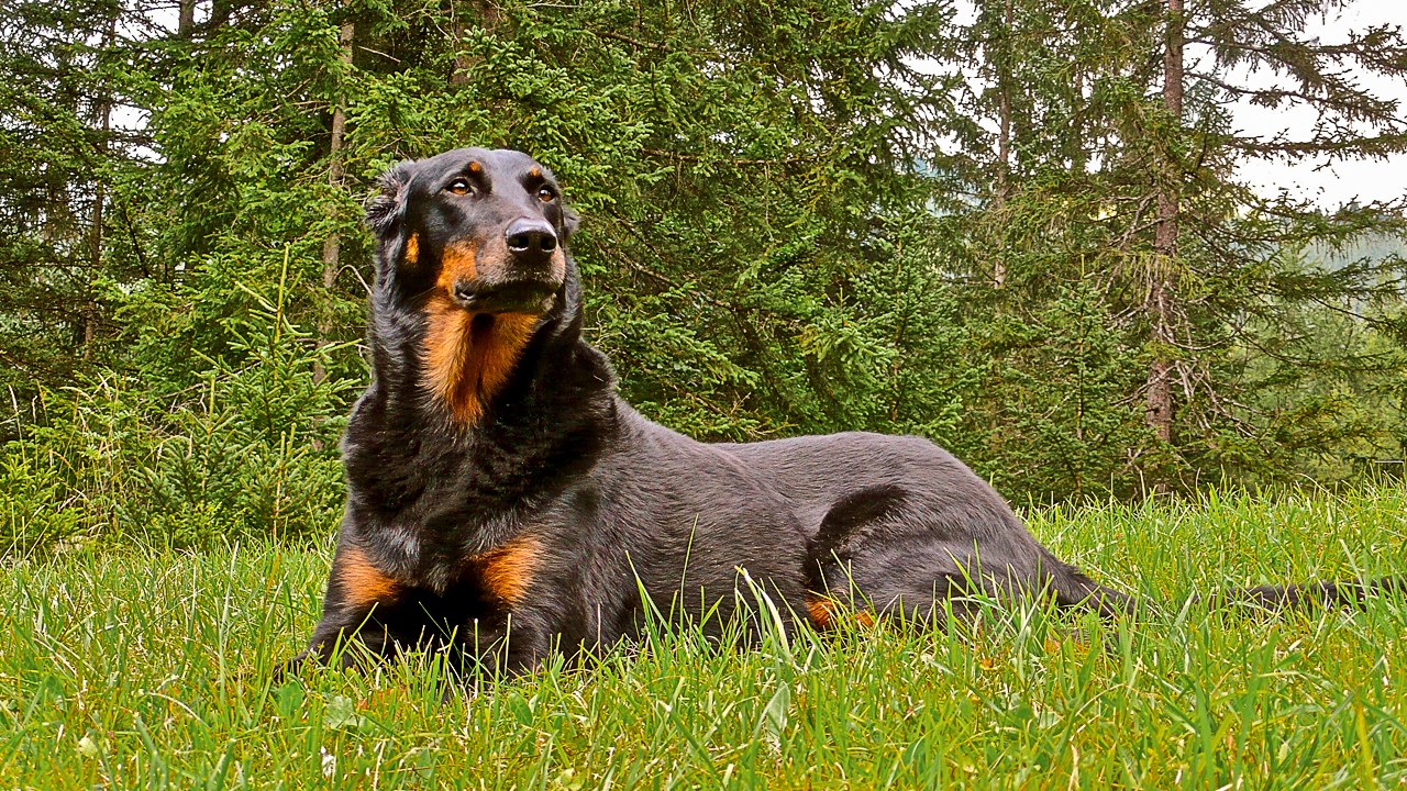LE SAVIEZ-VOUS ? Connaissez-vous le rapport entre la Beauce et cette race de chien ?