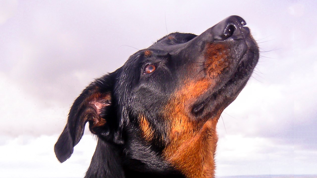 LE SAVIEZ-VOUS ? Connaissez-vous le rapport entre la Beauce et cette race de chien ?
