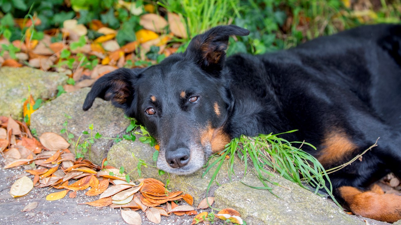 LE SAVIEZ-VOUS ? Connaissez-vous le rapport entre la Beauce et cette race de chien ?
