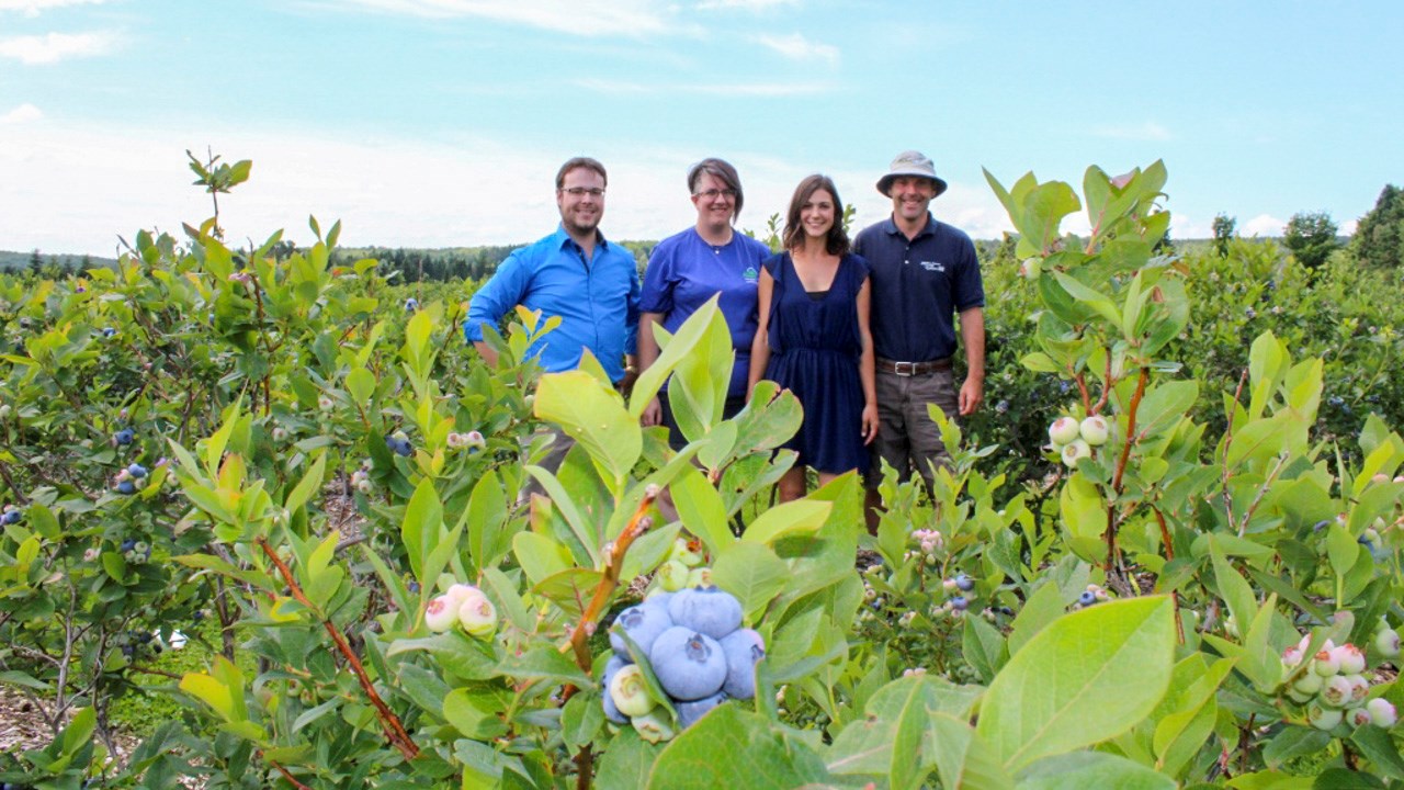 Lancement de la saison des bleuets dans la région Chaudière-Appalaches